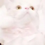 ℳの画像
