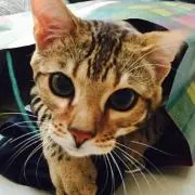 cat☆の画像