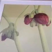 mippiの画像