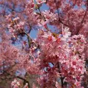 Spring.＠断捨離中の画像
