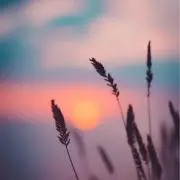anoの画像