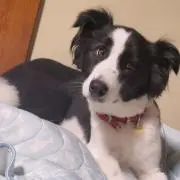 cocoaの画像