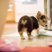 ~~*ティアラ*~~