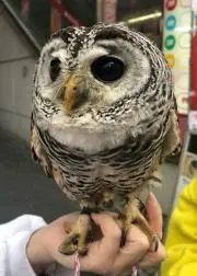 ジャム