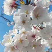 Sakura♯♬