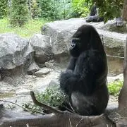 hakaの画像