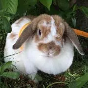 猪鹿蝶