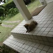 ぱこの画像