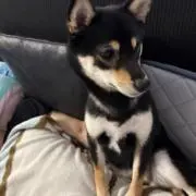 omiyuの画像