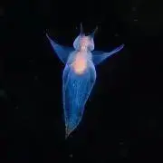 ネオリクの画像