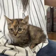 子猫ちゃん