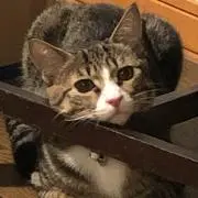 むぎ