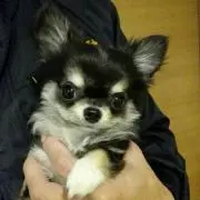 チョロ