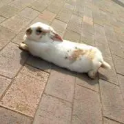 ポチお。