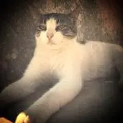 ねこの画像