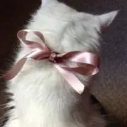 ♡の画像