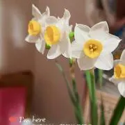 kikumi888の画像