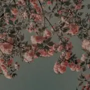 ziziの画像