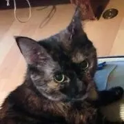 なおなおの画像