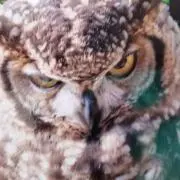 しょーやん