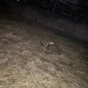 弱賛成