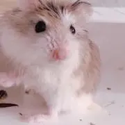 五の二の画像