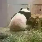 ぱんだこったの画像
