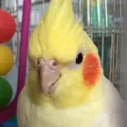 くうちゃんの画像
