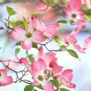 くるみる☆プロフご一読下さい☆の画像