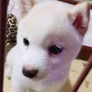 Ashhの画像