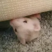 かななぁ