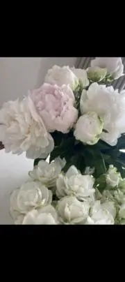ライムの画像