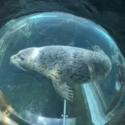 へちまの画像