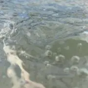 モヤシの画像