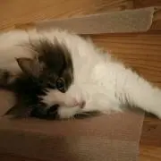キャットベリーの画像