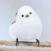 ヴェルドラの画像