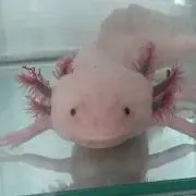 ウーパーイーツの画像