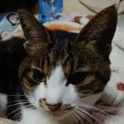 ゆうちん　♫断捨離中♫の画像