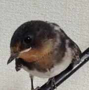 つっちゃんまま