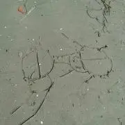 Kiii