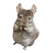 ASKの画像