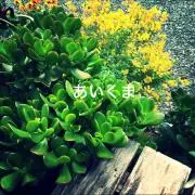 あいくまの画像