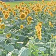 ♡コタポス♡の画像