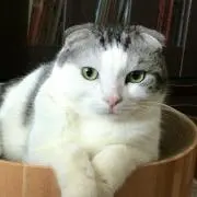 ぷくぷくの画像
