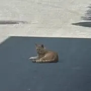 はまちの画像