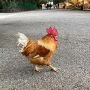 まめこの画像