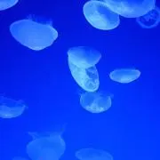 GUNCHAN1107の画像