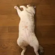 ニャン子の画像