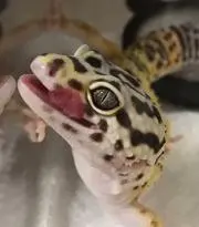 たつ
