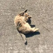 *ˊᵕˋ*